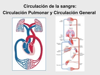 Circulación de la sangre:
Circulación Pulmonar y Circulación General
 