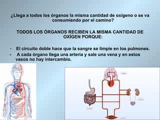 ¿Llega a todos los órganos la misma cantidad de oxígeno o se va
                   consumiendo por el camino?

    TODOS LOS ÓRGANOS RECIBEN LA MISMA CANTIDAD DE
                    OXÍGEN PORQUE:

-   El circuito doble hace que la sangre se limpie en los pulmones.
-   A cada órgano llega una arteria y sale una vena y en estos
    vasos no hay intercambio.
 