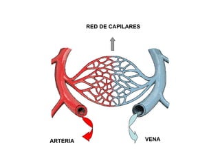 RED DE CAPILARES




ARTERIA                      VENA
 