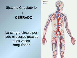 Sistema Circulatorio
          ↓
       CERRADO



 La sangre circula por
todo el cuerpo gracias
      a los vasos
     sanguíneos
 