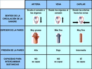 ARTERIA                 VENA                CAPILAR

                      Desde el corazón a   Desde los órganos al   Desde las arterias
                         los órganos            corazón            hacia las venas
   SENTIDO DE LA
 CIRCULACIÓN DE LA
      SANGRE


ESPESOR DE LA PARED      Muy gruesa              Más fina             Muy fina




PRESIÓN DE LA PARED          Alta                 Baja               Intermedia


  CAPACIDAD PARA             NO                    NO                    SÍ
   INTERCAMBIAR           es capaz              es capaz              es capaz
    SUSTANCIAS
 