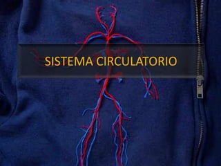 Sistema circulatorio_1
