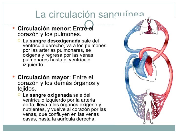 Sistema circulatorio