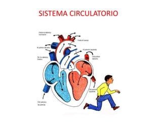 Sistema circulatorio