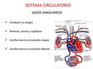 SISTEMA CIRCULATORIO
                    VASOS SANGUINEOS

 Conducir la sangre

 Arterias, venas y capilares

 Conforman la circulación mayor

 Conforman la circulación Menor
 