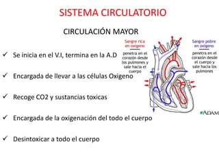 SISTEMA CIRCULATORIO
                     CIRCULACIÓN MAYOR

 Se inicia en el V.I, termina en la A.D

 Encargada de llevar a las células Oxigeno

 Recoge CO2 y sustancias toxicas

 Encargada de la oxigenación del todo el cuerpo

 Desintoxicar a todo el cuerpo
 