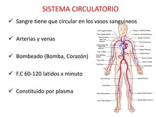 SISTEMA CIRCULATORIO
 Sangre tiene que circular en los vasos sanguineos

 Arterias y venas

 Bombeado (Bomba, Corazón)

 F.C 60-120 latidos x minuto

 Constituido por plasma
 