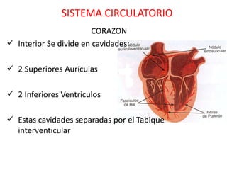 SISTEMA CIRCULATORIO
                        CORAZON
 Interior Se divide en cavidades:

 2 Superiores Aurículas

 2 Inferiores Ventrículos

 Estas cavidades separadas por el Tabique
  interventicular
 