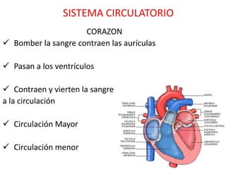 SISTEMA CIRCULATORIO
                     CORAZON
 Bomber la sangre contraen las aurículas

 Pasan a los ventrículos

 Contraen y vierten la sangre
a la circulación

 Circulación Mayor

 Circulación menor
 