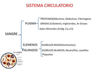 SISTEMA CIRCULATORIO

                     PROTEINAS(Albumina, Globulinas, Fibrinogeno
          PLASMA     GRASAS (Colesterol, trigliceridos, Ac Grasos
                     Sales Minerales (K,Mg, Ca y Cl)

SANGRE

         ELEMENOS     GLOBULOS ROJOS(Heritrocitos)

         FIGURADOS    GLOBULOS BLANCOS, Neutrofilos, vasofilos
                       Plaquetas
 