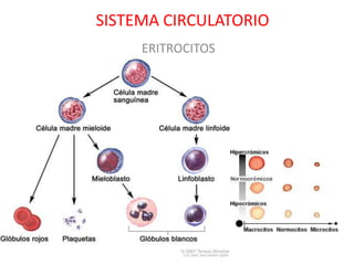 SISTEMA CIRCULATORIO
     ERITROCITOS
 