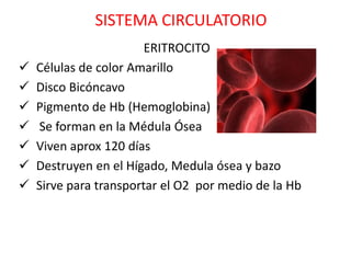 SISTEMA CIRCULATORIO
                        ERITROCITO
   Células de color Amarillo
   Disco Bicóncavo
   Pigmento de Hb (Hemoglobina)
   Se forman en la Médula Ósea
   Viven aprox 120 días
   Destruyen en el Hígado, Medula ósea y bazo
   Sirve para transportar el O2 por medio de la Hb
 