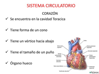 SISTEMA CIRCULATORIO
                      CORAZÓN
 Se encuentra en la cavidad Toracica

 Tiene forma de un cono

 Tiene un vértice hacia abajo

 Tiene el tamaño de un puño

 Órgano hueco
 