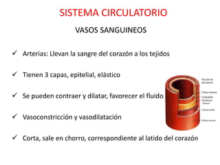 SISTEMA CIRCULATORIO
                     VASOS SANGUINEOS

 Arterias: Llevan la sangre del corazón a los tejidos

 Tienen 3 capas, epitelial, elástico

 Se pueden contraer y dilatar, favorecer el fluido

 Vasoconstricción y vasodilatación

 Corta, sale en chorro, correspondiente al latido del corazón
 