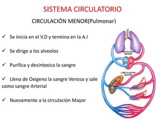 SISTEMA CIRCULATORIO
              CIRCULACIÓN MENOR(Pulmonar)

 Se inicia en el V.D y termina en la A.I

 Se dirige a los alveolos

 Purifica y desintoxica la sangre

 Llena de Oxigeno la sangre Venosa y sale
como sangre Arterial

 Nuevamente a la circulación Mayor
 