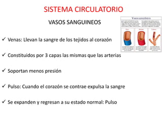 SISTEMA CIRCULATORIO
                     VASOS SANGUINEOS

 Venas: Llevan la sangre de los tejidos al corazón

 Constituidos por 3 capas las mismas que las arterias

 Soportan menos presión

 Pulso: Cuando el corazón se contrae expulsa la sangre

 Se expanden y regresan a su estado normal: Pulso
 