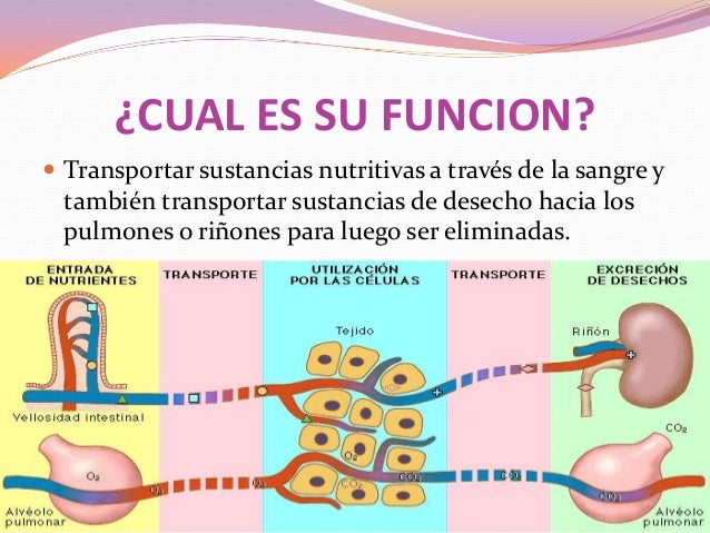 Sistema circulatorio
