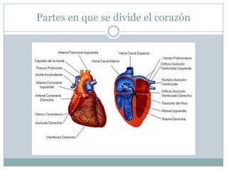 Partes en que se divide el corazón
 