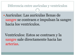 Diferencia entre aurículas y ventrículos

 Aurículas: Las aurículas llenas de
 sangre se contraen e impulsan la sangre
 hacia los ventrículos.

 Ventrículos: Estos se contraen y la
 sangre sale directamente hacia las
 arterias.
 