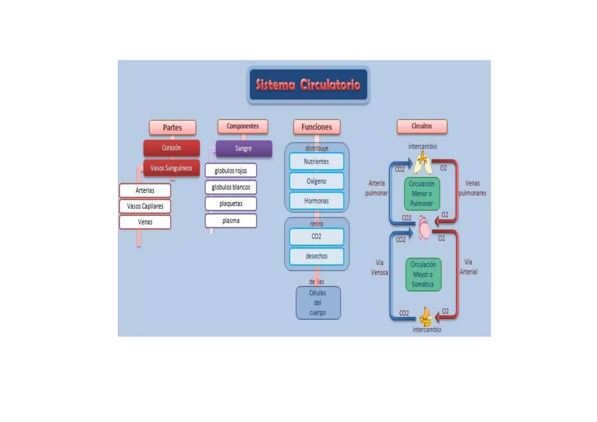 Sistema circulatorio