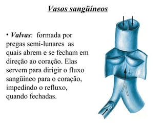 • Valvas: formada por
pregas semi-lunares as
quais abrem e se fecham em
direção ao coração. Elas
servem para dirigir o fluxo
sangüíneo para o coração,
impedindo o refluxo,
quando fechadas.
Vasos sangüíneos
 