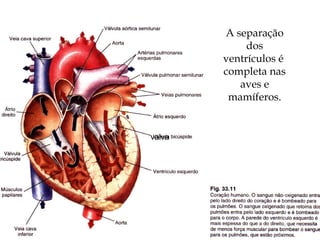 A separação
dos
ventrículos é
completa nas
aves e
mamíferos.
valva
 