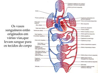 Os vasos
sanguíneos estão
originados em
várias vias,que
levam sangue para
os tecidos do corpo
 