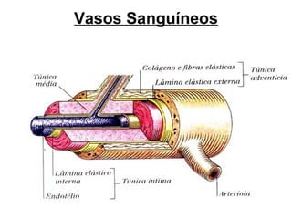 Vasos Sanguíneos
 