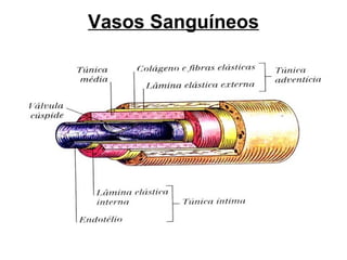 Vasos Sanguíneos
 