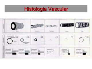 Histologia VascularHistologia Vascular
 