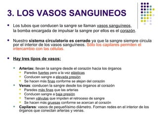 3. LOS VASOS SANGUINEOS
 Los tubos que conducen la sangre se llaman vasos sanguíneos,
la bomba encargada de impulsar la sangre por ellos es el corazón.
 Nuestro sistema circulatorio es cerrado ya que la sangre siempre circula
por el interior de los vasos sanguíneos. Sólo los capilares permiten el
intercambio con las células.
 Hay tres tipos de vasos:
 Arterias: llevan la sangre desde el corazón hacia los órganos
 Paredes fuertes pero a la vez elásticas
 Conducen sangre a elevada presión
 Se hacen más finas conforme se alejan del corazón
 Venas: conducen la sangre desde los órganos al corazón
 Paredes más finas que las arterias
 Conducen sangre a baja presión
 Tienen válvulas que impiden el retroceso de sangre
 Se hacen más gruesas conforme se acercan al corazón
 Capilares: vasos de pequeñísimo diámetro. Forman redes en el interior de los
órganos que conectan arterias y venas.
 