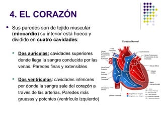 4. EL CORAZÓN
 Sus paredes son de tejido muscular
(miocardio) su interior está hueco y
dividido en cuatro cavidades:
 Dos aurículas: cavidades superiores
donde llega la sangre conducida por las
venas. Paredes finas y extensibles
 Dos ventrículos: cavidades inferiores
por donde la sangre sale del corazón a
través de las arterias. Paredes más
gruesas y potentes (ventrículo izquierdo)
 