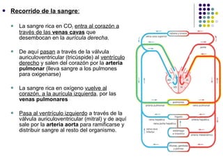  Recorrido de la sangre:
 La sangre rica en CO2 entra al corazón a
través de las venas cavas que
desembocan en la aurícula derecha.
 De aquí pasan a través de la válvula
auriculoventricular (tricúspide) al ventrículo
derecho y salen del corazón por la arteria
pulmonar (lleva sangre a los pulmones
para oxigenarse)
 La sangre rica en oxígeno vuelve al
corazón, a la aurícula izquierda, por las
venas pulmonares
 Pasa al ventrículo izquierdo a través de la
válvula auriculoventricular (mitral) y de aquí
sale por la arteria aorta para ramificarse y
distribuir sangre al resto del organismo.
 