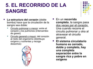 5. EL RECORRIDO DE LA
SANGRE
 La estructura del corazón (doble
bomba) hace que la circulación de la
sangre sea doble:
 Circuito pulmonar o menor: entre el
corazón y los pulmones (intercambio
de gases)
 Circuito general o mayor: del corazón
al resto del organismo (distribuye
oxígeno y nutrientes y recoge
desechos)
 En un recorrido
completo, la sangre pasa
dos veces por el corazón.
Una cuando recorre el
circuito pulmonar y otra al
atravesar el circuito
general.
 El sistema circulatorio
humano es cerrado,
doble y completo, hay
una completa
separación entre la
sangre rica y pobre en
oxígeno
 