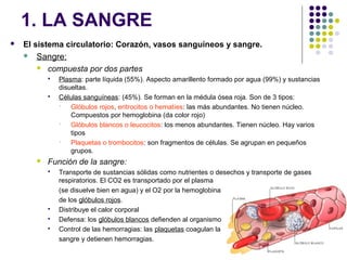 1. LA SANGRE
 El sistema circulatorio: Corazón, vasos sanguíneos y sangre.
 Sangre:
 compuesta por dos partes
 Plasma: parte líquida (55%). Aspecto amarillento formado por agua (99%) y sustancias
disueltas.
 Células sanguíneas: (45%). Se forman en la médula ósea roja. Son de 3 tipos:
 Glóbulos rojos, eritrocitos o hematíes:: las más abundantes. No tienen núcleo.
Compuestos por hemoglobina (da color rojo)
 Glóbulos blancos o leucocitos: los menos abundantes. Tienen núcleo. Hay varios
tipos
 Plaquetas o trombocitos: son fragmentos de células. Se agrupan en pequeños
grupos.
 Función de la sangre:
 Transporte de sustancias sólidas como nutrientes o desechos y transporte de gases
respiratorios. El CO2 es transportado por el plasma
(se disuelve bien en agua) y el O2 por la hemoglobina
de los glóbulos rojos.
 Distribuye el calor corporal
 Defensa: los glóbulos blancos defienden al organismo
 Control de las hemorragias: las plaquetas coagulan la
sangre y detienen hemorragias.
 