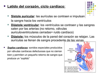  Latido del corazón, ciclo cardíaco:
 Sístole auricular: las aurículas se contraen e impulsan
la sangre hacia los ventrículos
 Diástole ventricular: los ventrículos se contraen y las sangres
salen por las arterias (no retorno, válvulas
auriculoventriculares cerradas= ruido cardíaco)
 Diástole: los músculos de la pared del corazón se relajan. Las
aurículas se llenan de sangre procedente de las venas.
 Soplos cardíacos: sonidos especiales producidos
por válvulas cardíacas defectuosas que no cierran
bien y permiten un pequeño retorno de sangre que
produce un “soplido”
 