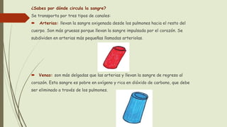 ¿Sabes por dónde circula la sangre?
Se transporta por tres tipos de canales:
 Arterias: llevan la sangre oxigenada desde los pulmones hacia el resto del
cuerpo. Son más gruesas porque llevan la sangre impulsada por el corazón. Se
subdividen en arterias más pequeñas llamadas arteriolas.
 Venas: son más delgadas que las arterias y llevan la sangre de regreso al
corazón. Esta sangre es pobre en oxígeno y rica en dióxido de carbono, que debe
ser eliminado a través de los pulmones.
 