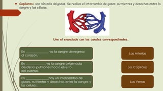 Capilares: son aún más delgadas. Se realiza el intercambio de gases, nutrientes y desechos entre la
sangre y las células.
Une el enunciado con los canales correspondientes.
En _______________ va la sangre de regreso
al corazón.
En _____________ va la sangre oxigenada
desde los pulmones hacia el resto
del cuerpo.
En _______________hay un intercambio de
gases, nutrientes y desechos entre la sangre y
las células.
Las Arterias
Los Capilares
Las Venas
 