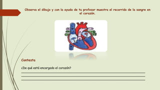 Observa el dibujo y con la ayuda de tu profesor muestra el recorrido de la sangre en
el corazón.
Contesta
¿De qué está encargado el corazón?
__________________________________________________________________
__________________________________________________________________
__________________________________________________________________
 