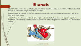 El corazón
Es un órgano o bomba muscular hueca, del tamaño de un puño. Se aloja en el centro del tórax. Su única
función es bombear la sangre hacia todo el cuerpo.
Interiormente, el corazón está dividido en cuatro cavidades: las superiores se llaman aurículas, y las
inferiores, ventrículos.
La aurícula y el ventrículo derechos están separados de la aurícula y ventrículo izquierdos por una
membrana llamada tabique. Las aurículas se comunican con sus respectivos ventrículos por medio de las
válvulas.
 
