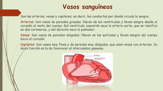 Vasos sanguíneos
Son las arterias, venas y capilares; es decir, los conductos por donde circula la sangre.
Arterias: Son vasos de paredes gruesas. Nacen de los ventrículos y llevan sangre desde el
corazón al resto del cuerpo. Del ventrículo izquierdo nace la arteria aorta, que se ramifica
en dos coronarias, y del derecho nace la pulmonar.
Venas: Son vasos de paredes delgadas. Nacen en las aurículas y llevan sangre del cuerpo
hacia el corazón.
Capilares: Son vasos muy finos y de paredes muy delgadas, que unen venas con arterias. Su
única función es la de favorecer el intercambio gaseoso.
 
