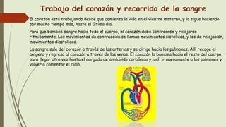 Trabajo del corazón y recorrido de la sangre
El corazón está trabajando desde que comienza la vida en el vientre materno, y lo sigue haciendo
por mucho tiempo más, hasta el último día.
Para que bombee sangre hacia todo el cuerpo, el corazón debe contraerse y relajarse
rítmicamente. Los movimientos de contracción se llaman movimientos sistólicos, y los de relajación,
movimientos diastólicos.
La sangre sale del corazón a través de las arterias y se dirige hacia los pulmones. Allí recoge el
oxígeno y regresa al corazón a través de las venas. El corazón la bombea hacia el resto del cuerpo,
para llegar otra vez hasta él cargada de anhídrido carbónico y, así, ir nuevamente a los pulmones y
volver a comenzar el ciclo.
 