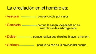 La circulación en el hombre es:
• Vascular porque circula por vasos.
• Completa porque la sangre oxigenada no se
. mezcla con la carboxigenada.
• Doble porque realiza dos circuitos (mayor y menor).
• Cerrada porque no cae en la cavidad del cuerpo.
 