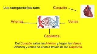Los componentes son: Corazón
Arterias Venas
Capilares
Del Corazón salen las Arterias y llegan las Venas.
Arterias y venas se unen a través de los Capilares.
 