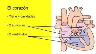 El corazón
• Tiene 4 cavidades
• 2 aurículas
• 2 ventrículos
 