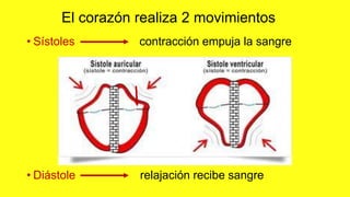 El corazón realiza 2 movimientos
• Sístoles contracción empuja la sangre
• Diástole relajación recibe sangre
 