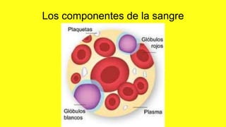 Los componentes de la sangre
 