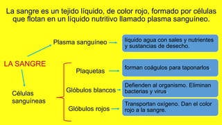La sangre es un tejido líquido, de color rojo, formado por células
que flotan en un líquido nutritivo llamado plasma sanguíneo.
líquido agua con sales y nutrientes
y sustancias de desecho.
forman coágulos para taponarlos.
Defienden al organismo. Eliminan
bacterias y virus.
Transportan oxígeno. Dan el color
rojo a la sangre.
Plasma sanguíneo
LA SANGRE
Células
sanguíneas
Plaquetas
Glóbulos blancos
Glóbulos rojos
 