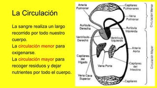 La Circulación
La sangre realiza un largo
recorrido por todo nuestro
cuerpo.
La circulación menor para
oxigenarse.
La circulación mayor para
recoger residuos y dejar
nutrientes por todo el cuerpo.
 