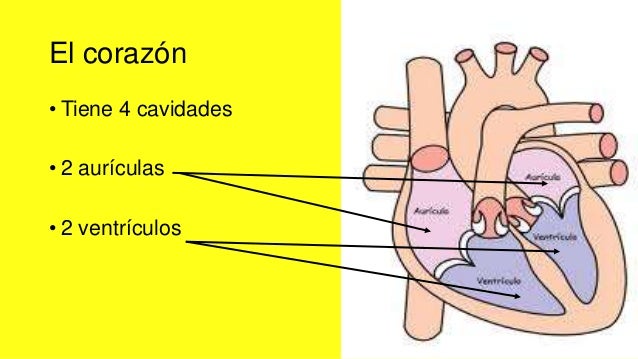 Cuáles Son Las 4 Capas Del Corazón